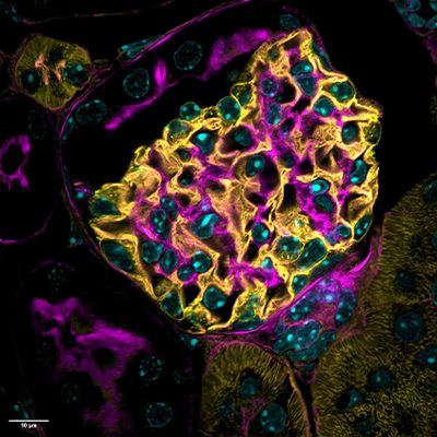 Imagem de microscopia 3