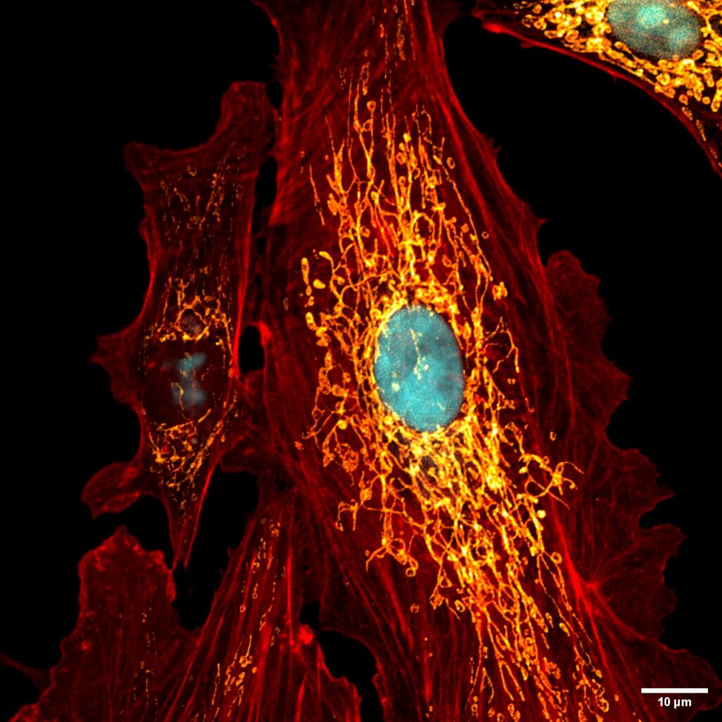 Imagem de microscopia 4