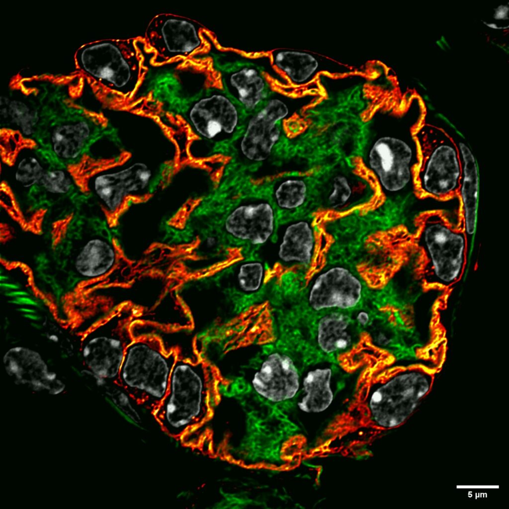 Imagem de microscopia 5